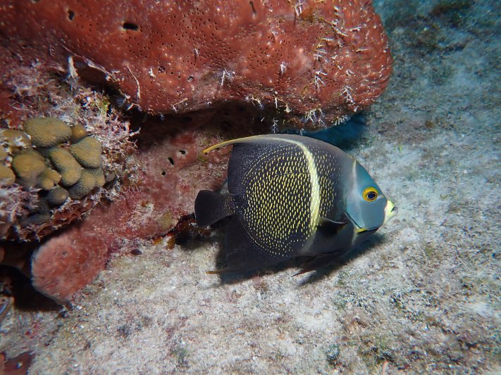 Cozumel - April 2022 (a big thanks to our friend Hans Vermes for sharing his pictures) Angelfish