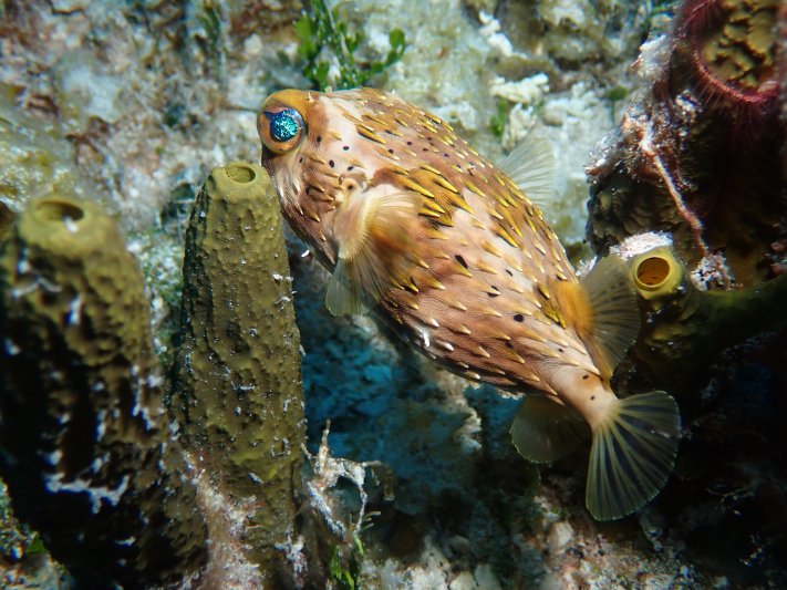 Cozumel - April 2022 (a big thanks to our friend Hans Vermes for sharing his pictures) Porcupine fish