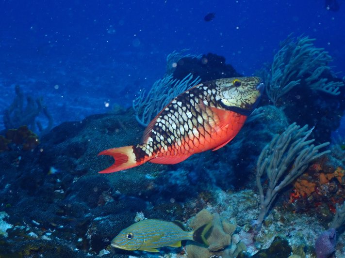 Cozumel - April 2022 (a big thanks to our friend Hans Vermes for sharing his pictures) Parrotfish