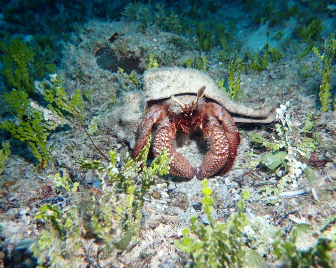 Cozumel - April 2022 (a big thanks to our friend Hans Vermes for sharing his pictures) Ermit Crab