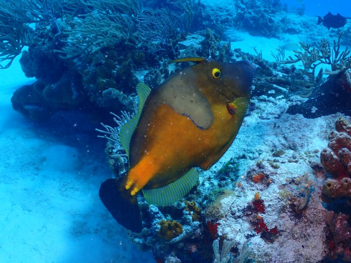 Cozumel - April 2022 (a big thanks to our friend Hans Vermes for sharing his pictures) Filefish