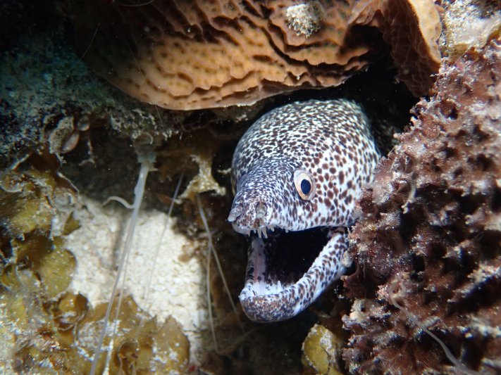 Cozumel - April 2022 (a big thanks to our friend Hans Vermes for sharing his pictures) Spotted Moray
