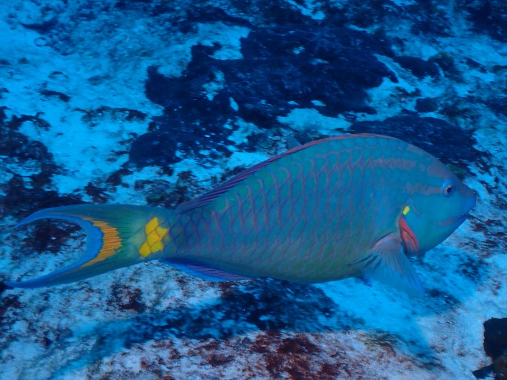 Cozumel - April 2022 (a big thanks to our friend Hans Vermes for sharing his pictures) Princess Parrotfish